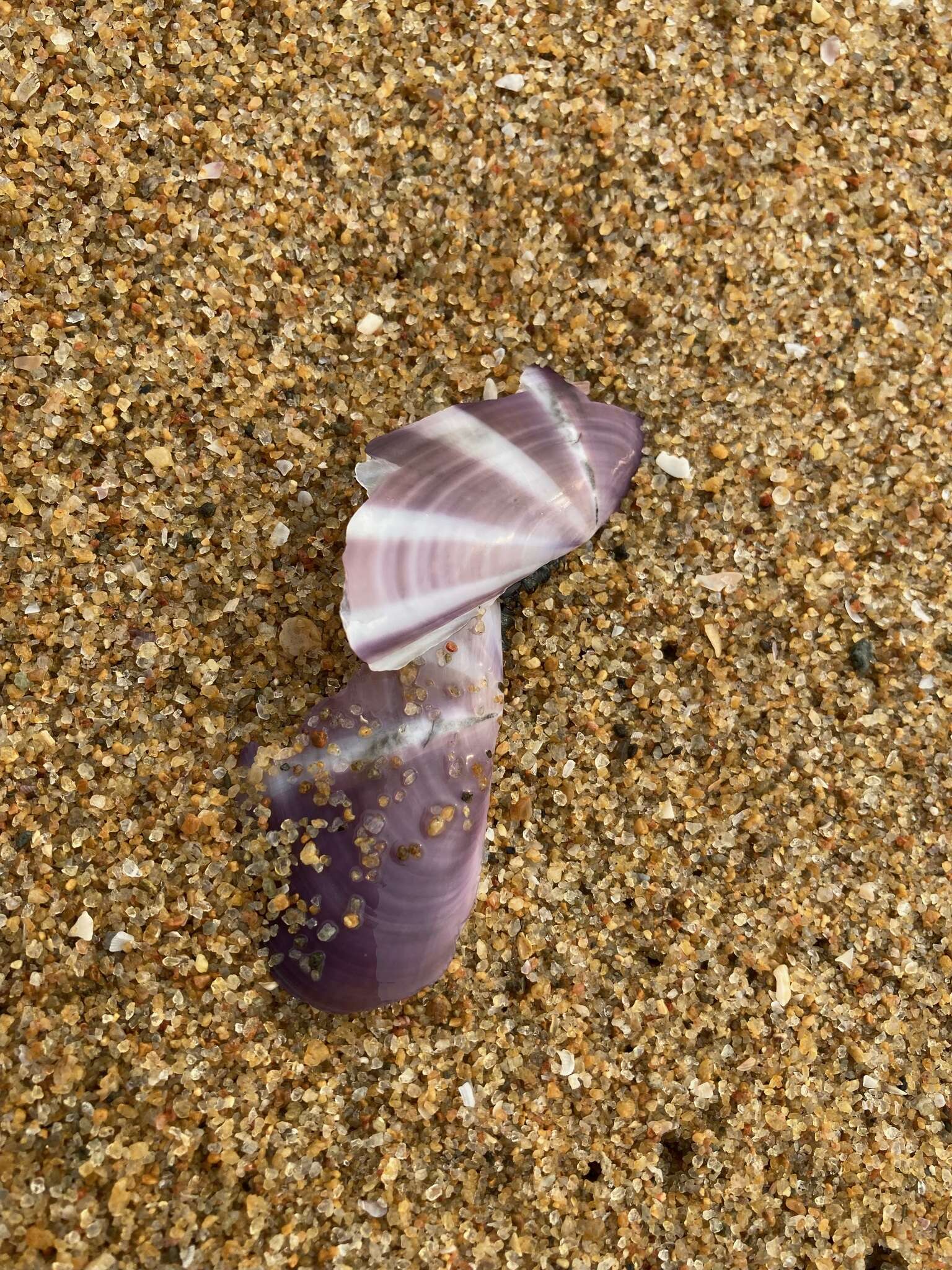 Image of sunset razor clam