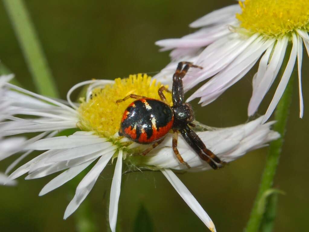 Слика од Synema globosum (Fabricius 1775)