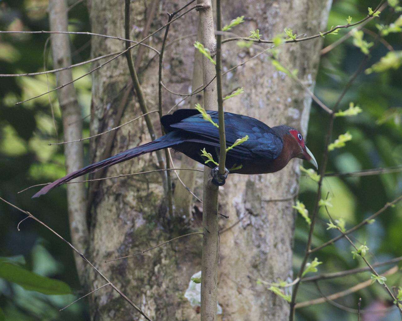 Image of Chestnut-breasted Malkoha