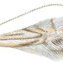 Image of <i>Phyllocnistis longipalpa</i> Davis & Wagner 2011