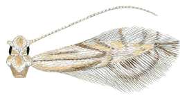 Image of Phyllocnistis longipalpa