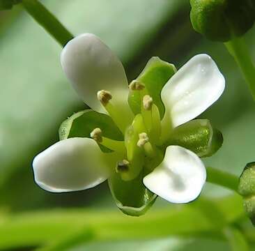 Image of field pennycress