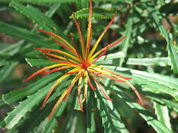 Image of northern banksia