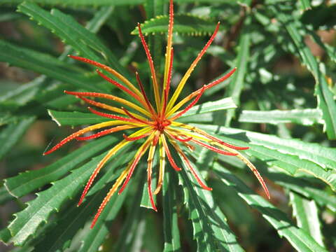 Plancia ëd Banksia aquilonia (A. S. George) A. S. George