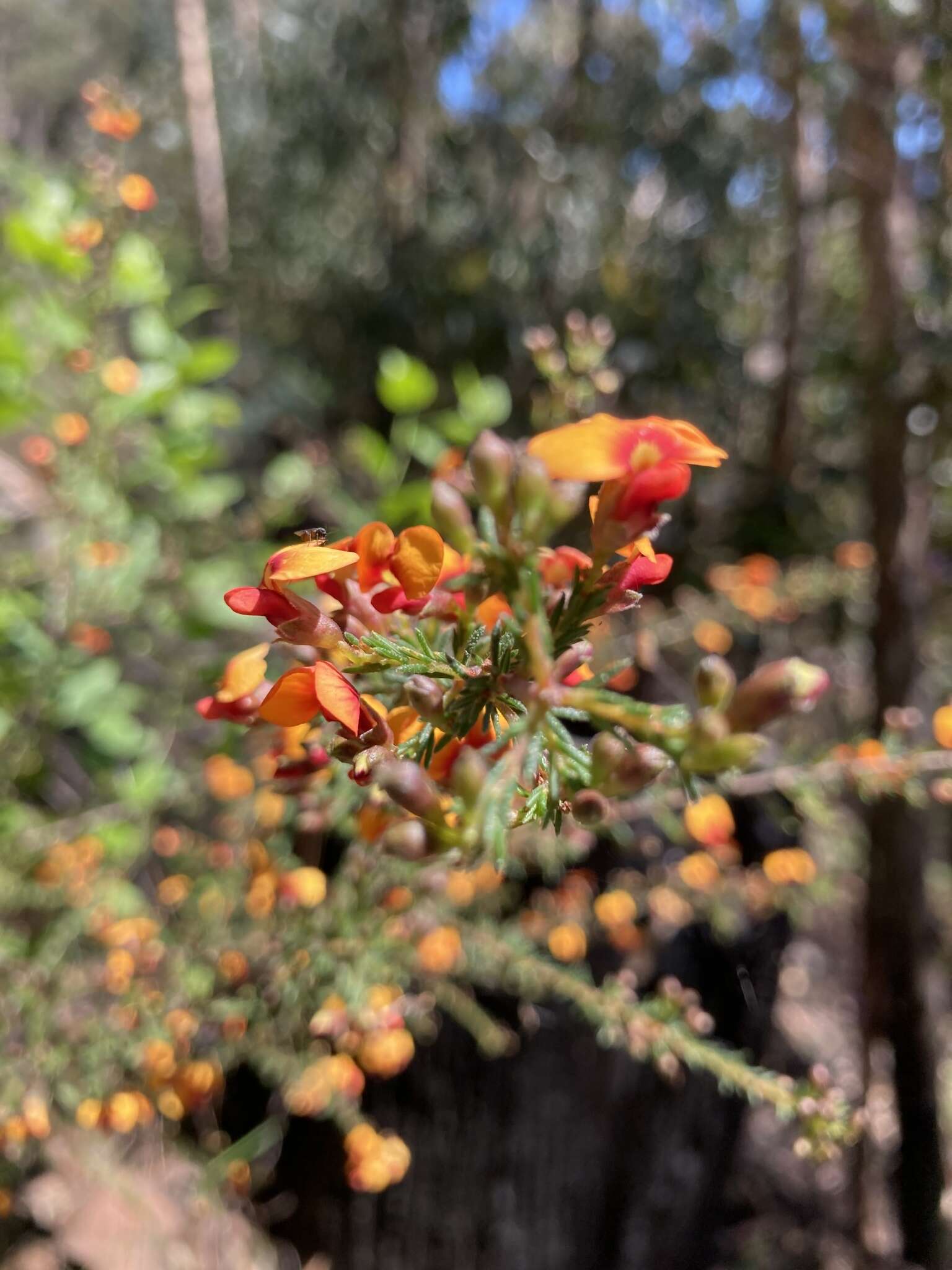 صورة Dillwynia phylicoides A. Cunn.