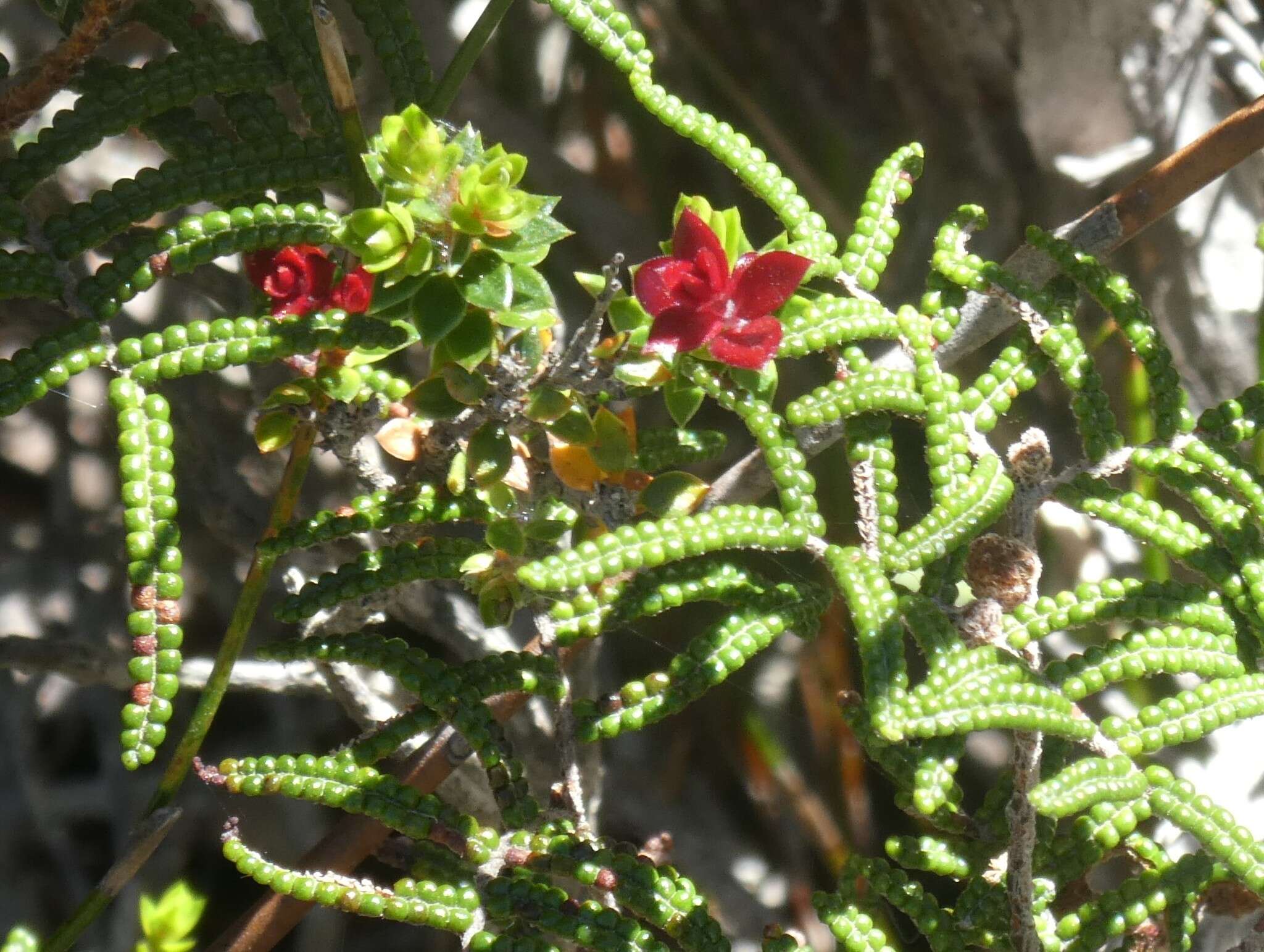 Image of Archeria comberi Melville