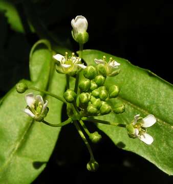 Image of field pennycress