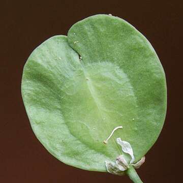 Image of field pennycress