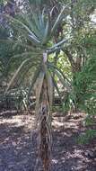 Aloe divaricata A. Berger resmi