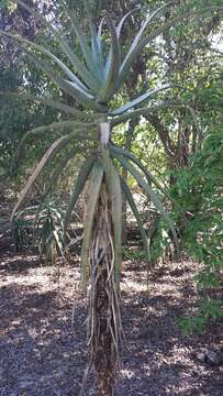 Image of Aloe divaricata A. Berger