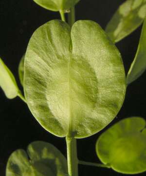 Image of field pennycress