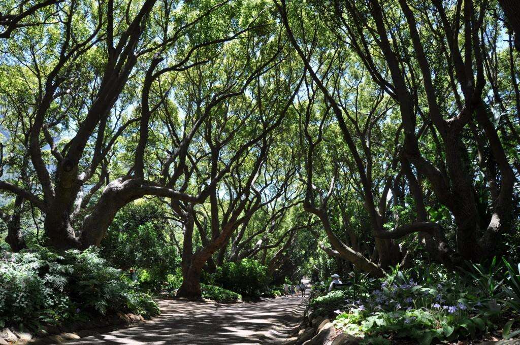 Image of Camphor laurel