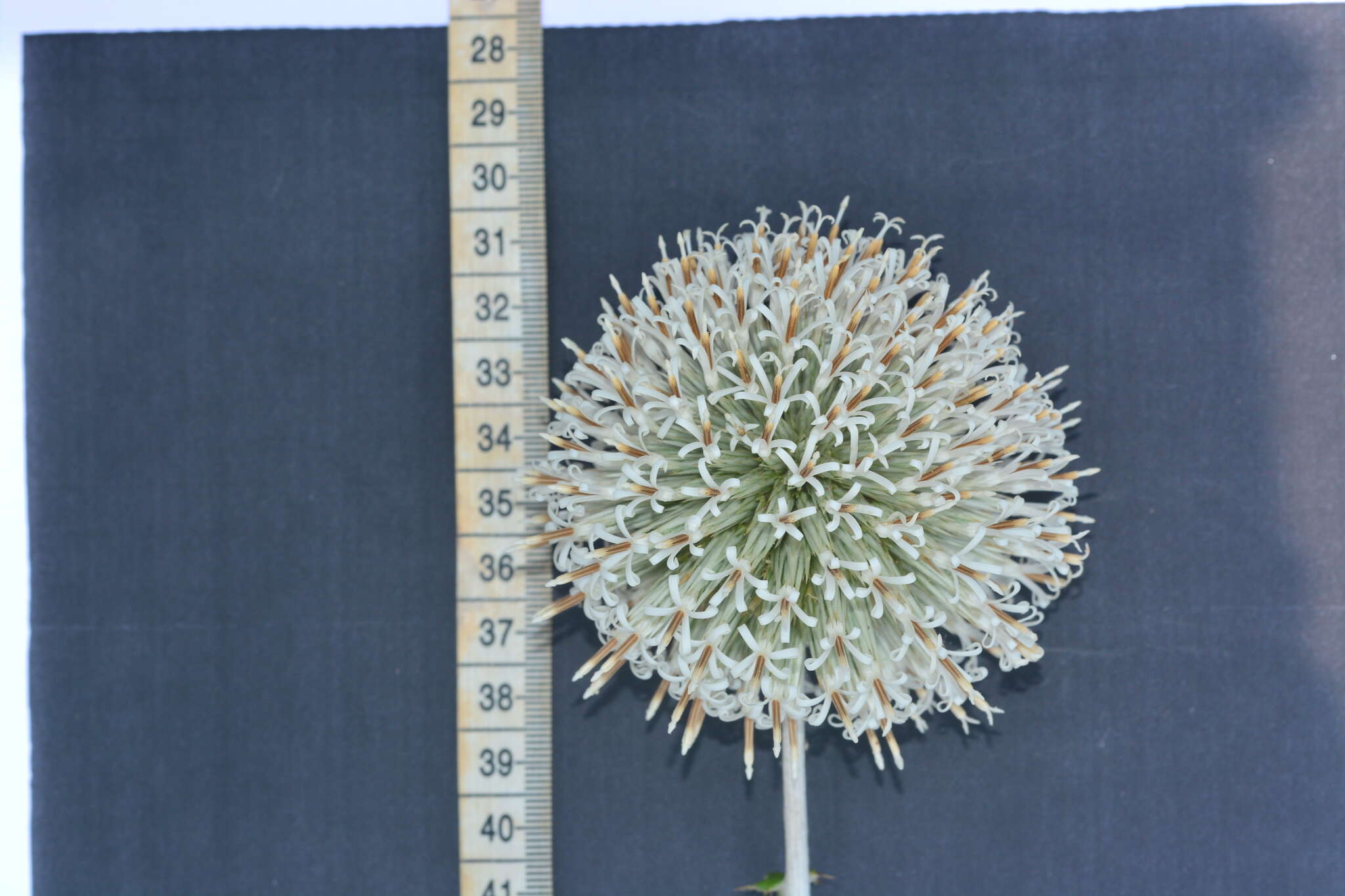 Echinops sahyadricus的圖片