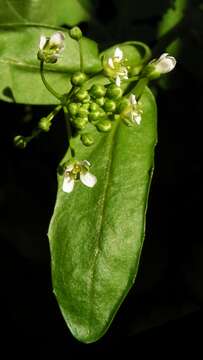 Image of field pennycress