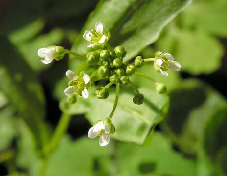 Image of field pennycress