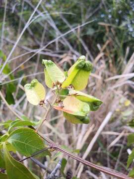 Image of Serjania lucida Schumach.