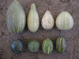 Image of winter squash