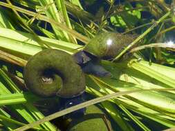 Image of Great Ram's Horn Snail