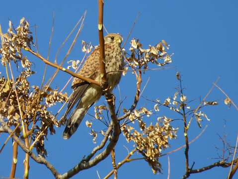 Image of kestrel, common kestrel