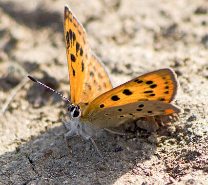 Image of <i>Lycaena ottomana</i>