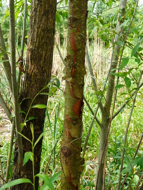 Salix triandra (rights holder: Bernd Sauerwein)