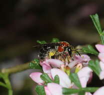 Lasioglossum callomelittinum (Cockerell 1910)的圖片