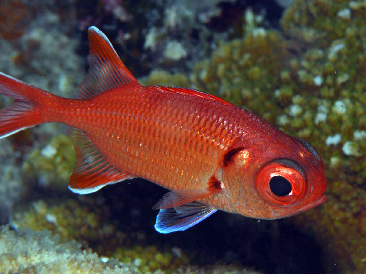 Image of Big Eye Soldierfish