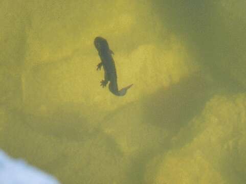 Image of Alpine Newt