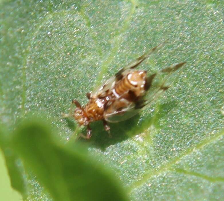 Image of Bactericera maculipennis (Crawford 1910)