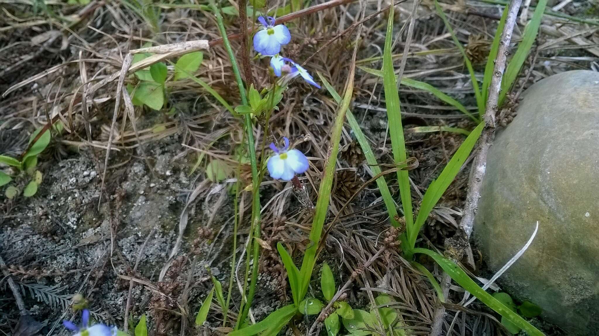 Imagem de Lobelia berlandieri A. DC.