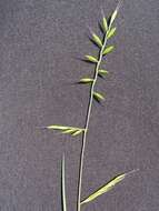 Image of small fescue