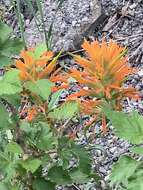 Image of mountainside Indian paintbrush