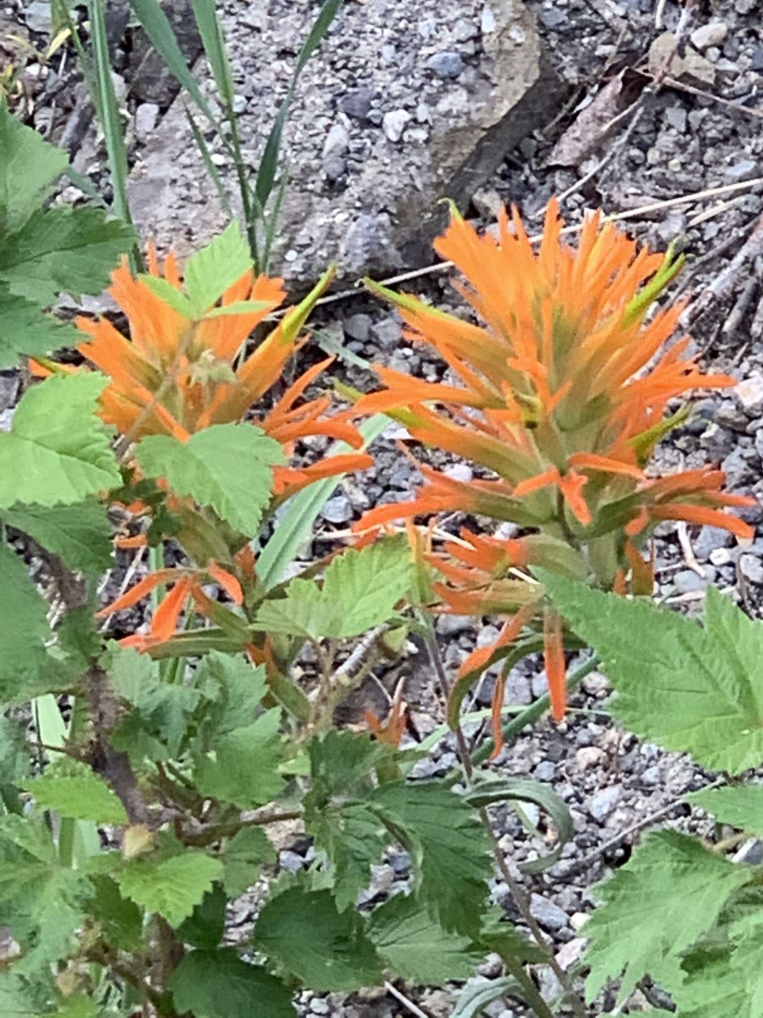 Image of mountainside Indian paintbrush