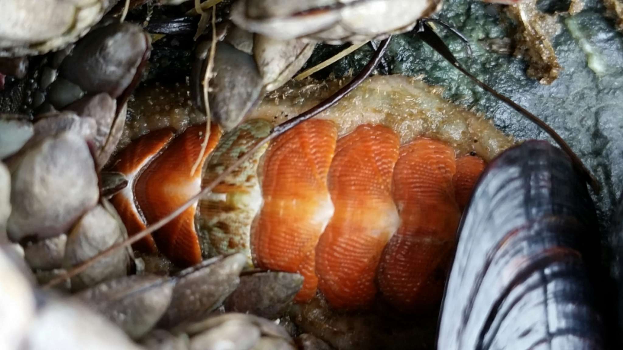 Image of hairy chiton