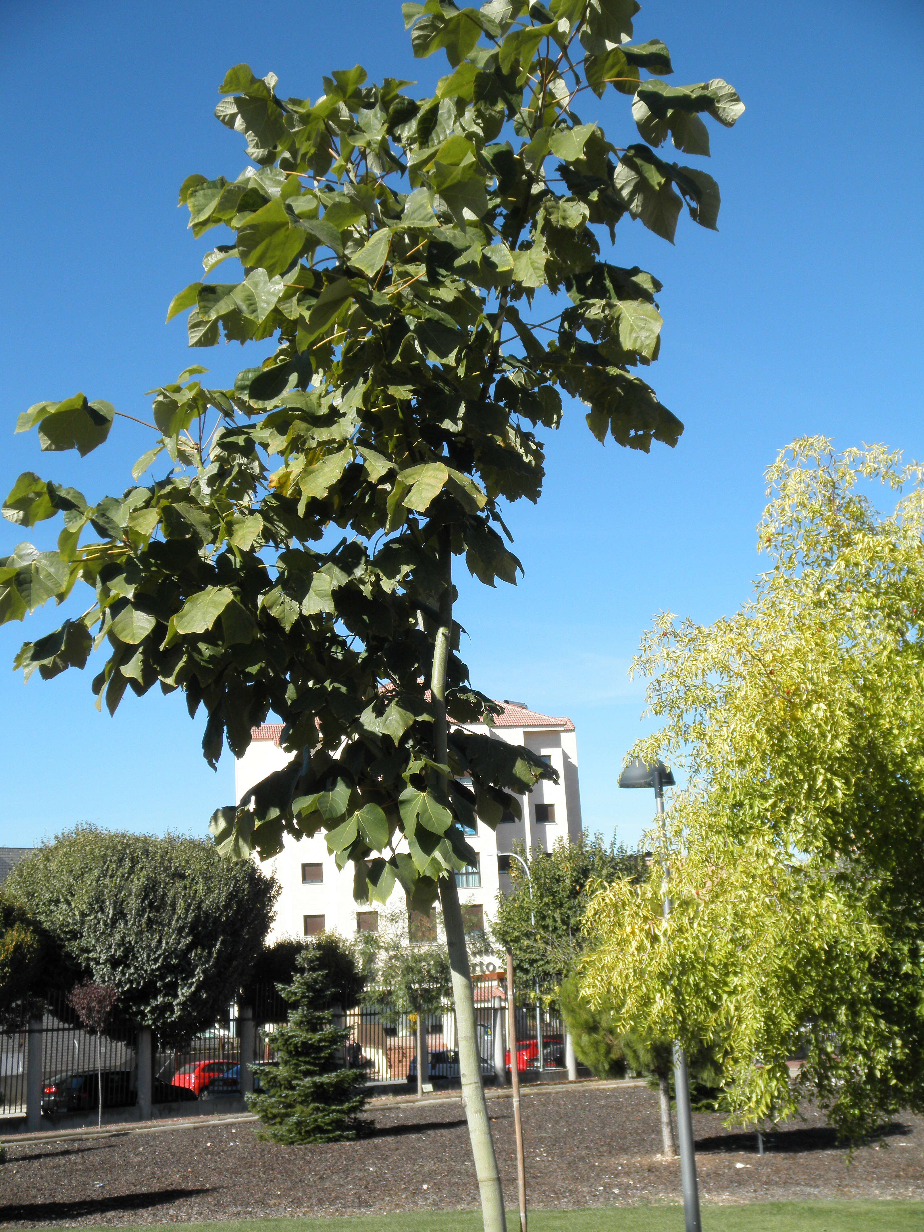 Image of Chinese parasoltree