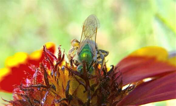 Image of Agapostemon angelicus Cockerell 1924