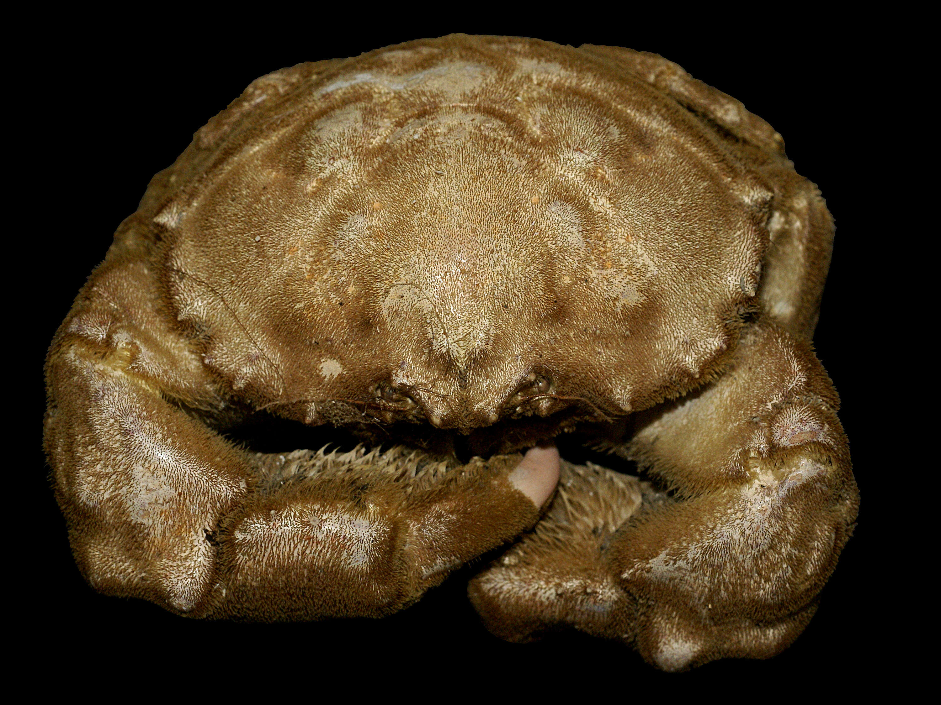 Image of sponge crabs