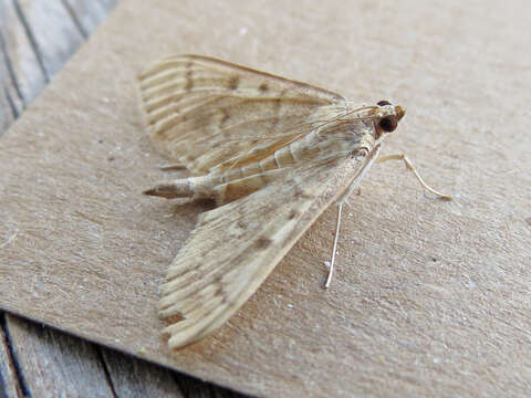 Image of Serpentine Webworm