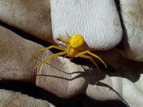 Image of Flower Crab Spiders