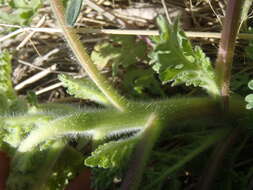 Image de Hedosyne ambrosiifolia (A. Gray) Strother