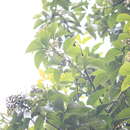 Image of Olive-backed Tailorbird