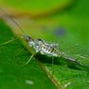 Image of Common sycamore aphid