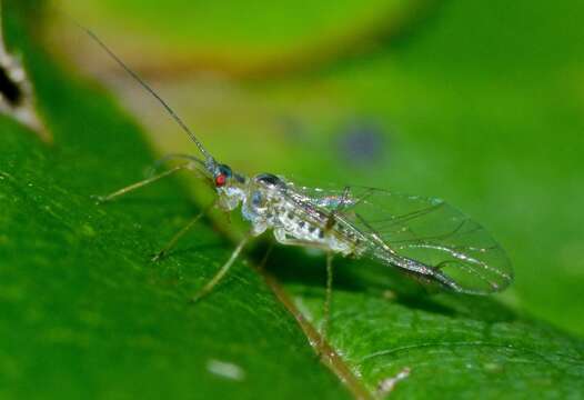 Image of Common sycamore aphid