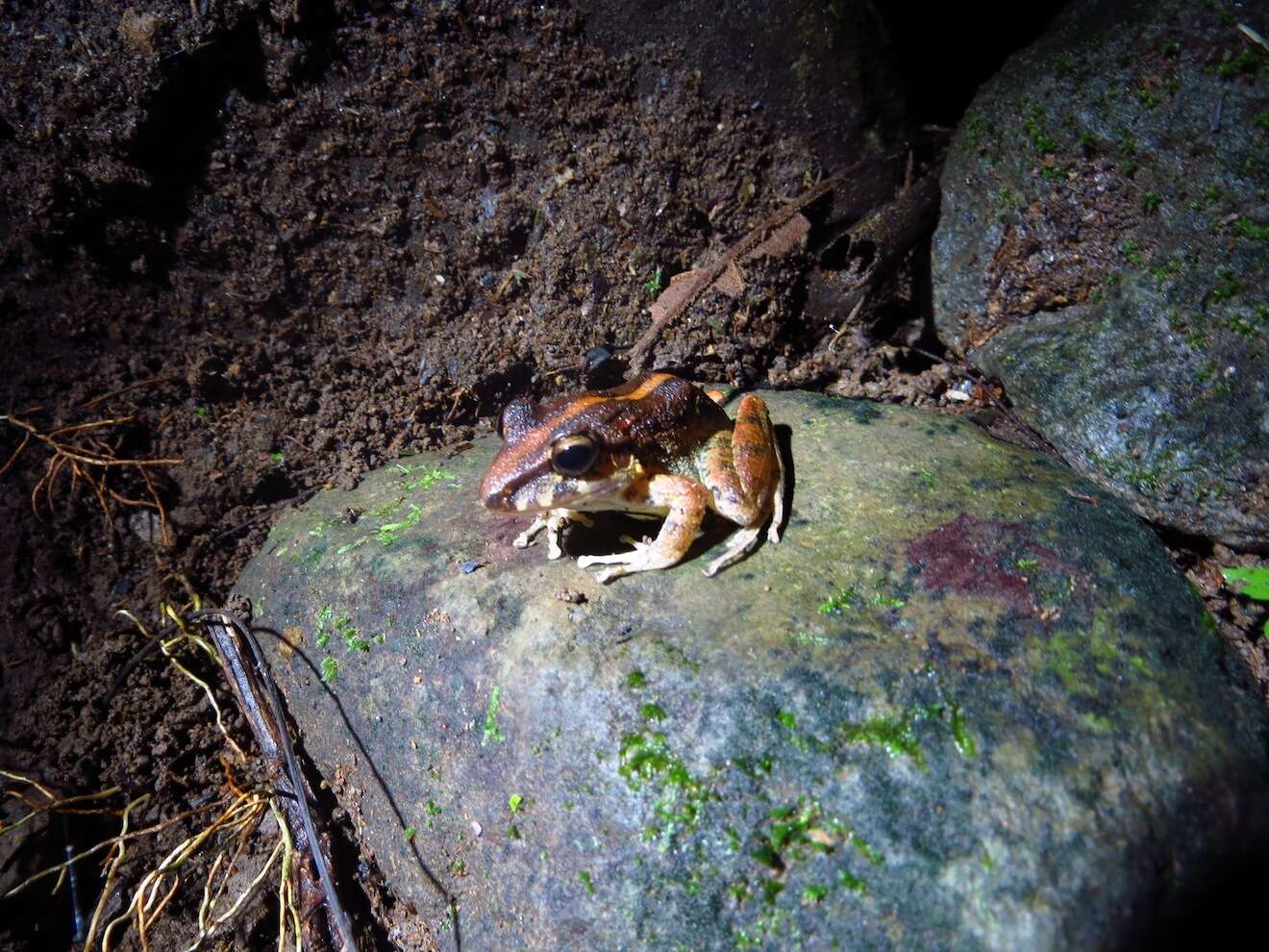 Image of Fitzinger's Robber Frog