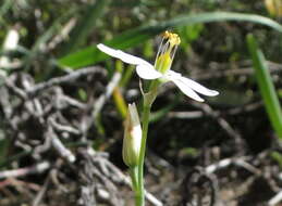 Image of Ornithogalum hispidum subsp. hispidum