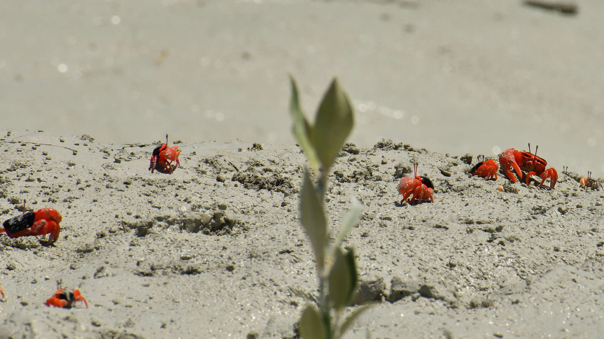 Image of Flame-backed Fiddler Crab