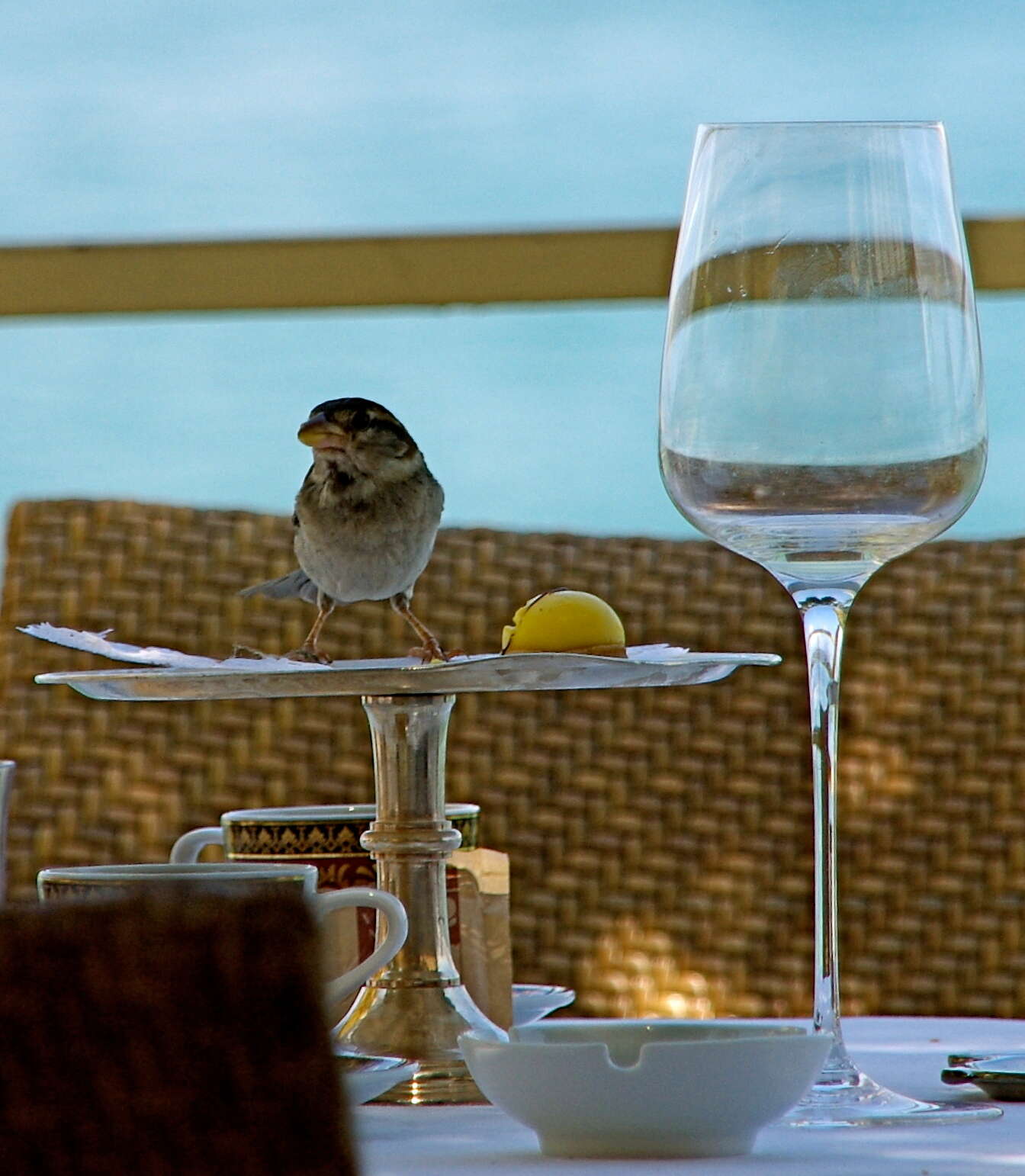 Image of Italian Sparrow