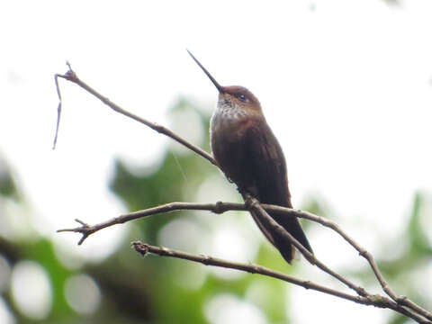 Image of Bronzy Inca