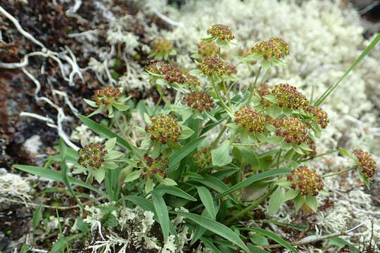 Image of Bupleurum triradiatum Adams ex Hoffm.