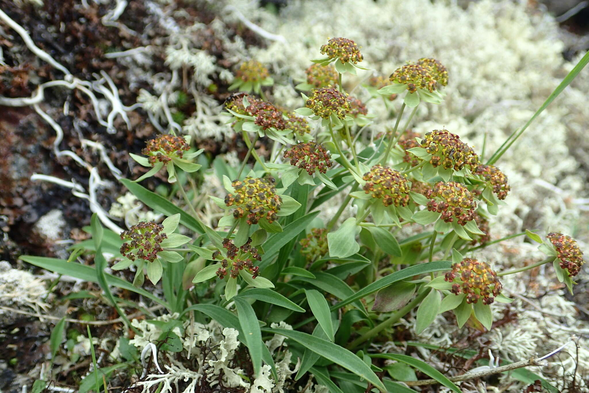 Sivun Bupleurum triradiatum Adams ex Hoffm. kuva